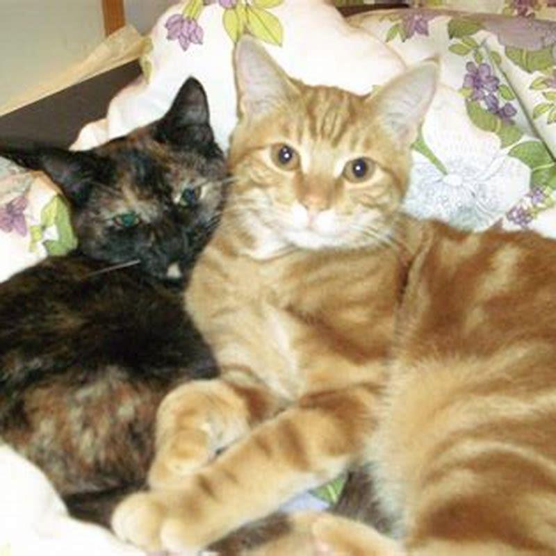 At what age is a female cat ready to mate?
