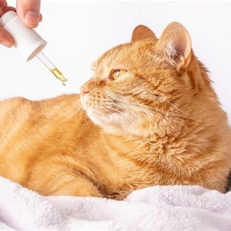 Can a cat overdose on CBD oil?