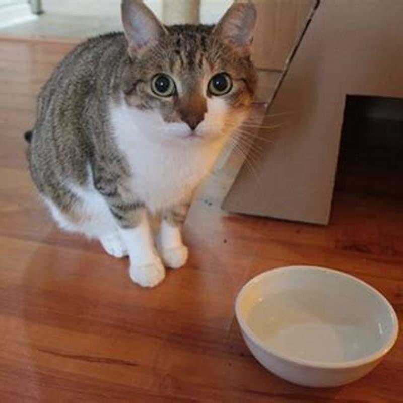 Can a cat purr for too long?