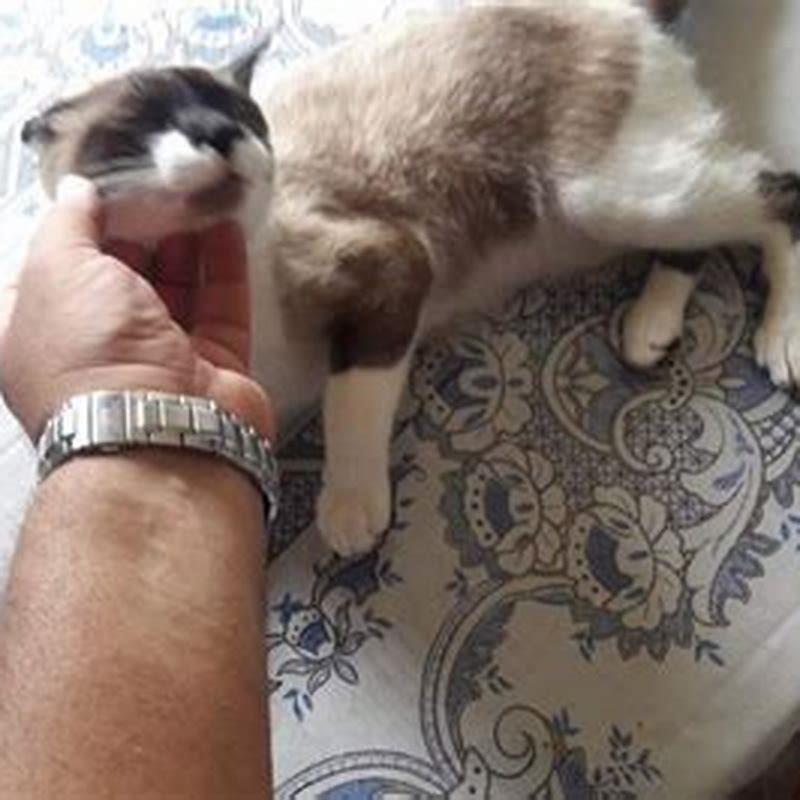 Can a house cat find its way home?