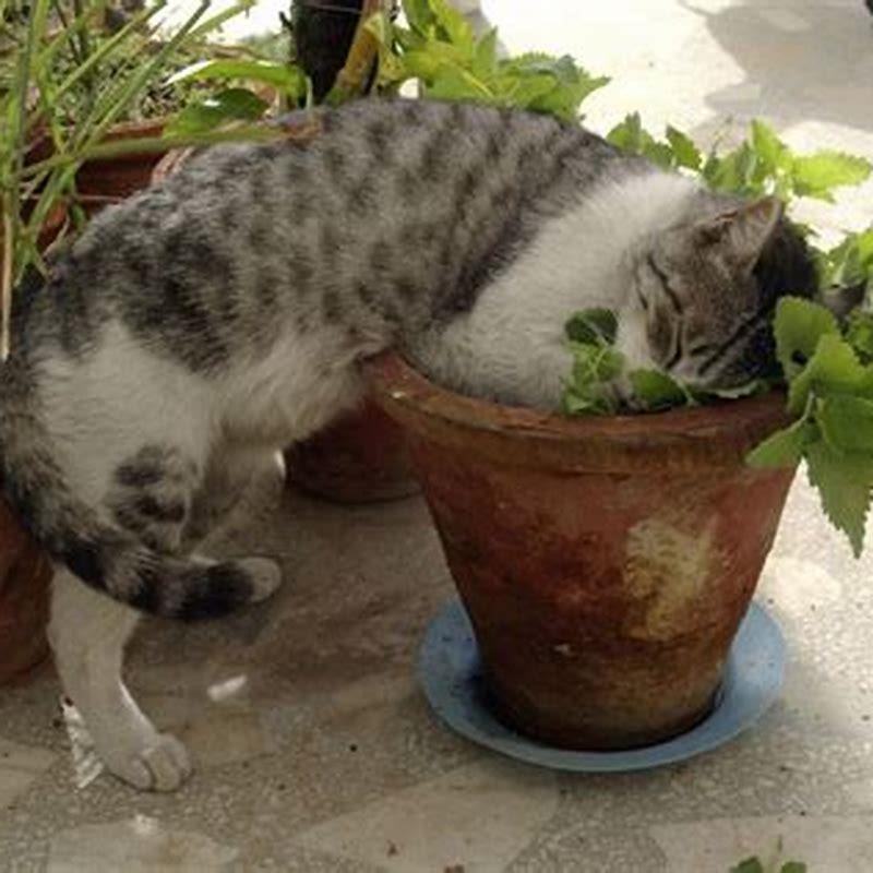 Can cats die from catnip?