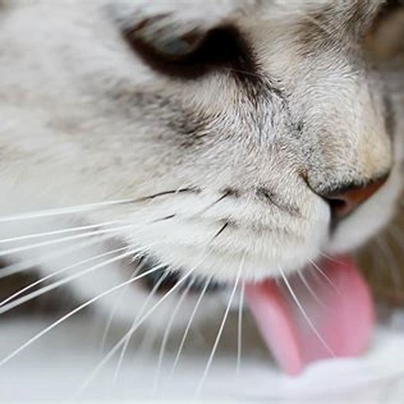 Can cats drink cows milk?