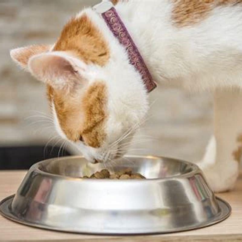 Can cats eat wet food twice a day? DIY Seattle