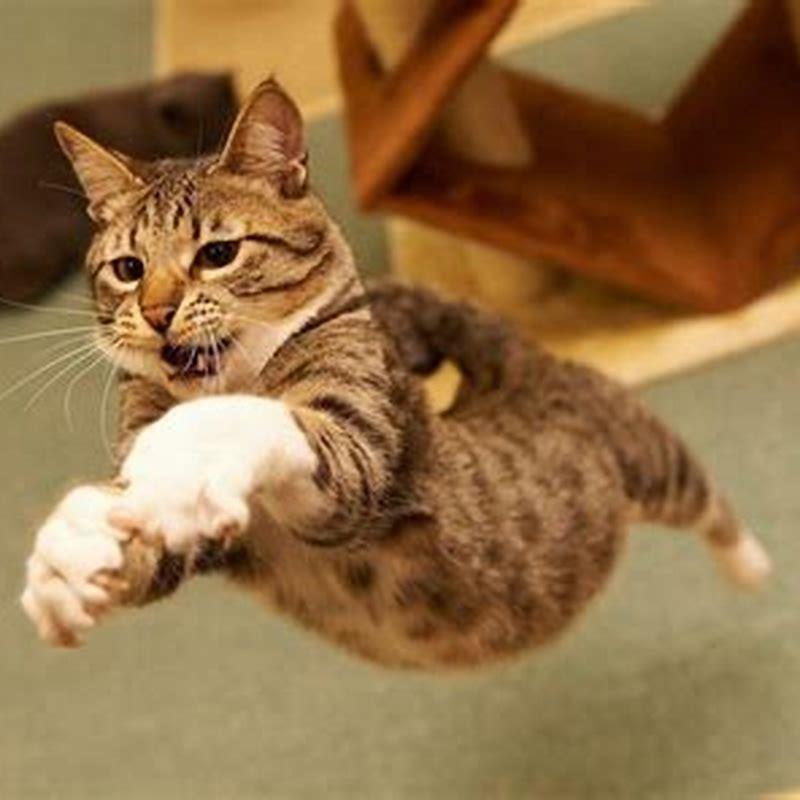 Can cats jump very high?