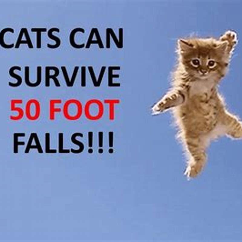 Can cats really survive any fall?