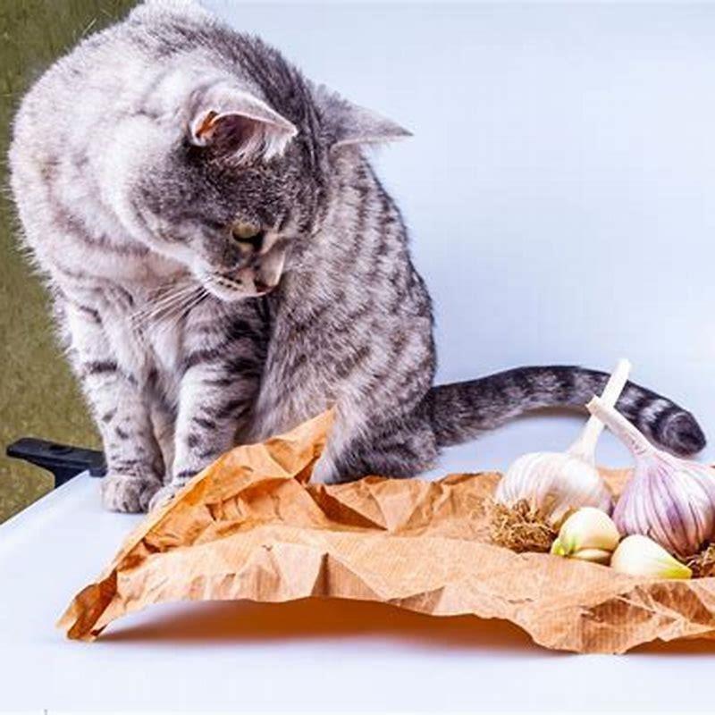 Can cats recover from garlic?
