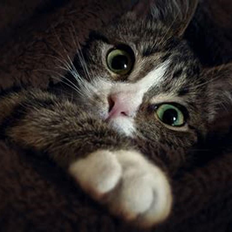 Can cats see pictures of cats?