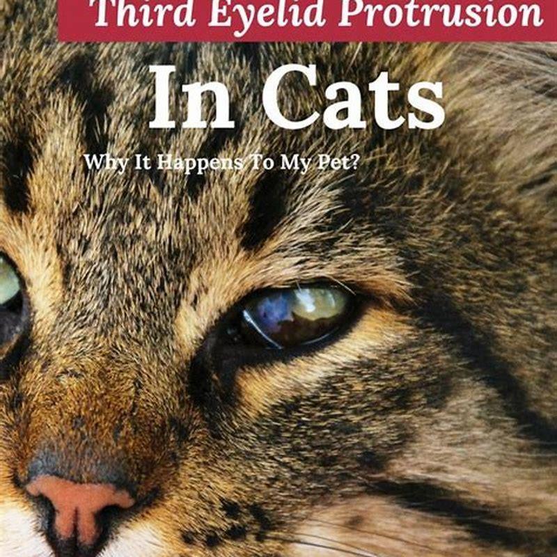 Can cats see third eyelid when tired?