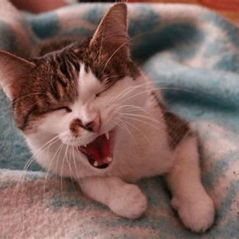 Can cats sense when other cats are around?