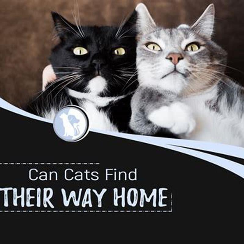 Can cats smell their owners scent? DIY Seattle