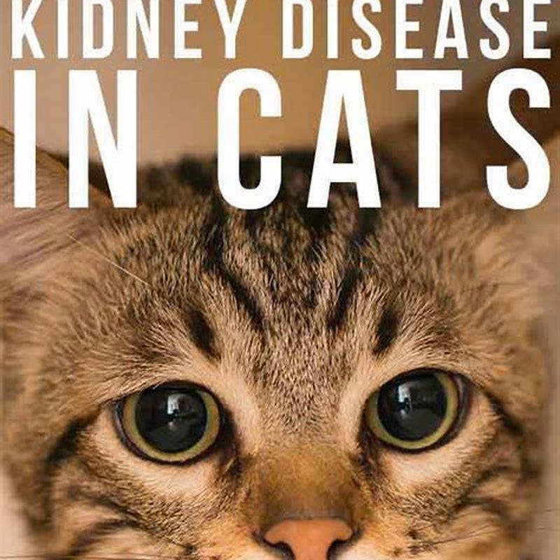 can-cats-suddenly-get-kidney-disease-diy-seattle