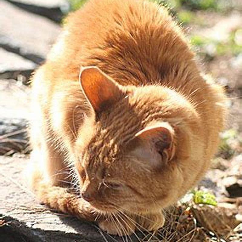 Can coccidia be passed from cat to cat?