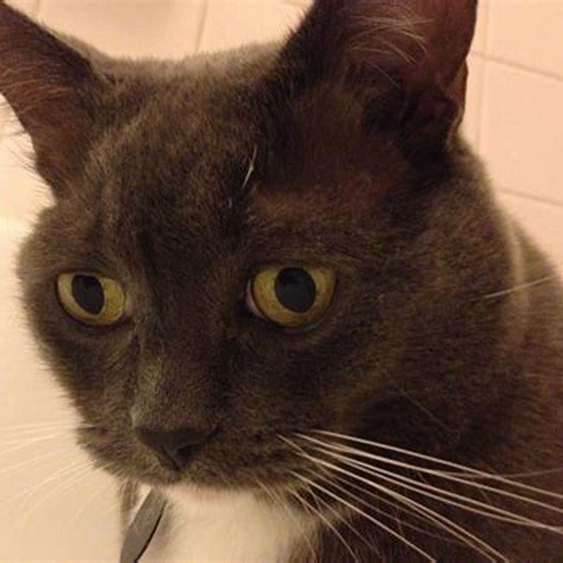 Can I cut my cats eyebrow whiskers?