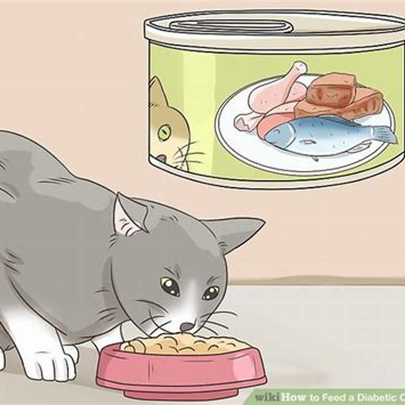 can-i-give-boiled-chicken-to-my-cat-everyday-diy-seattle