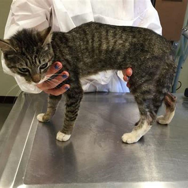 Can I pet my cat after applying Revolution?