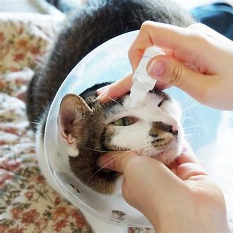 can-i-use-terramycin-on-my-cats-eye-diy-seattle