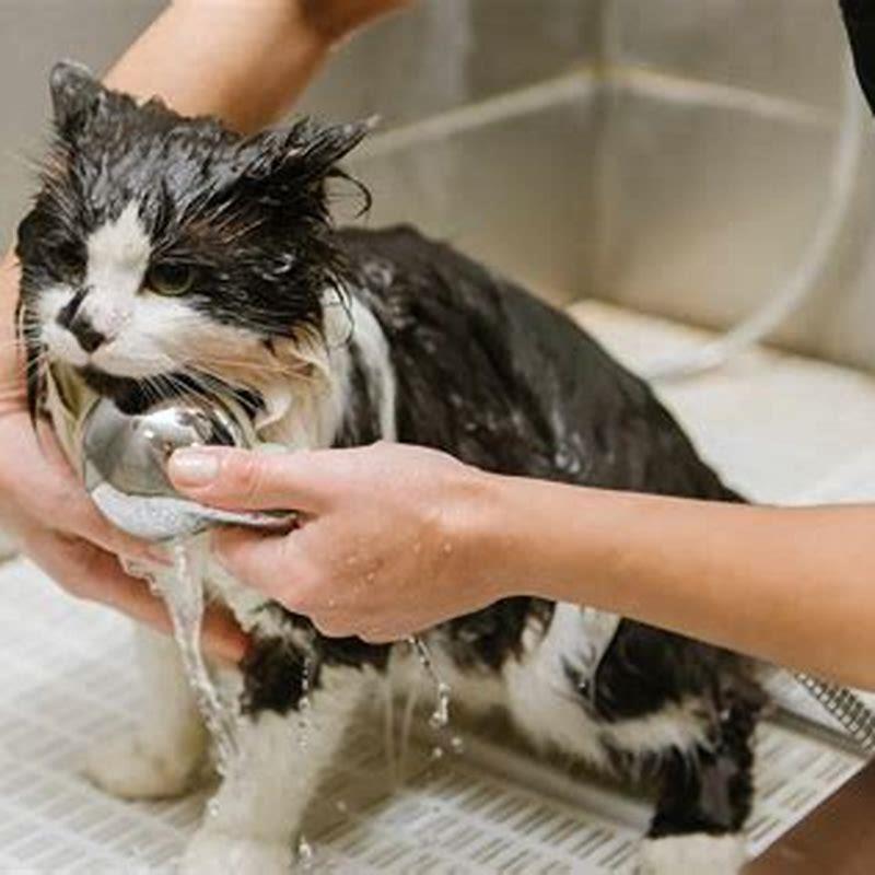 Can I wash my cat with dish soap?