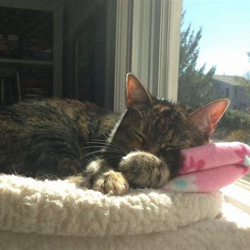 Can IBD in cats be cured?