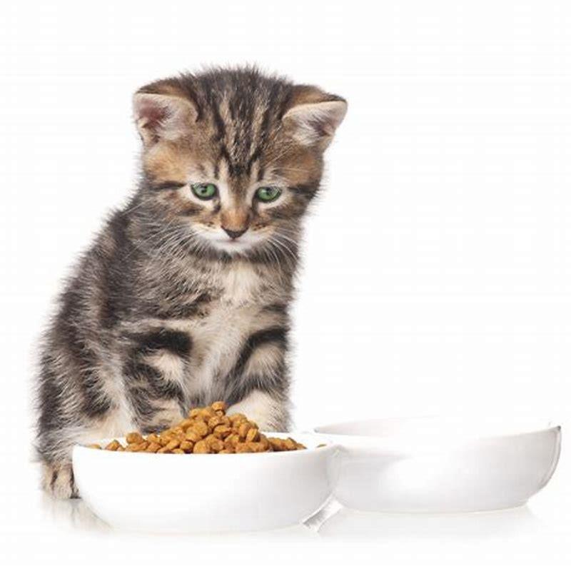 can-kittens-eat-just-dry-food-diy-seattle