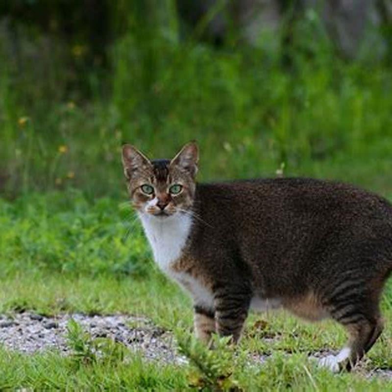 Can Male cats have a primordial pouch?