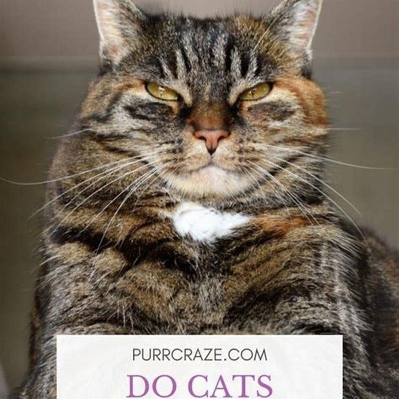 Can stress make a cat shed more?