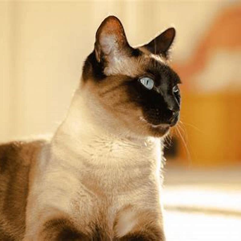 top-5-natural-remedies-for-struvite-crystal-in-cats