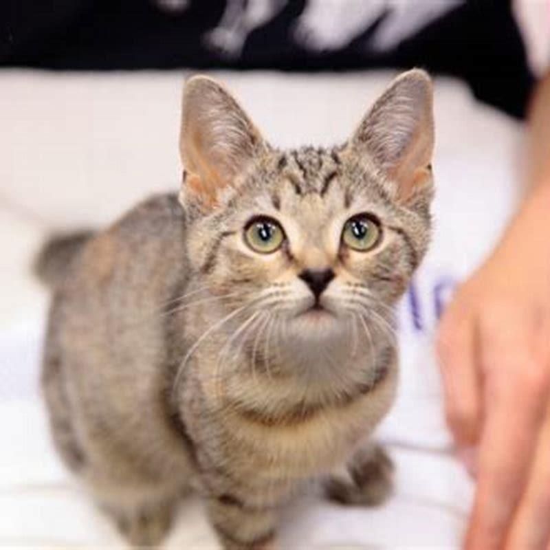 Can you foster a kitten if you have a cat?