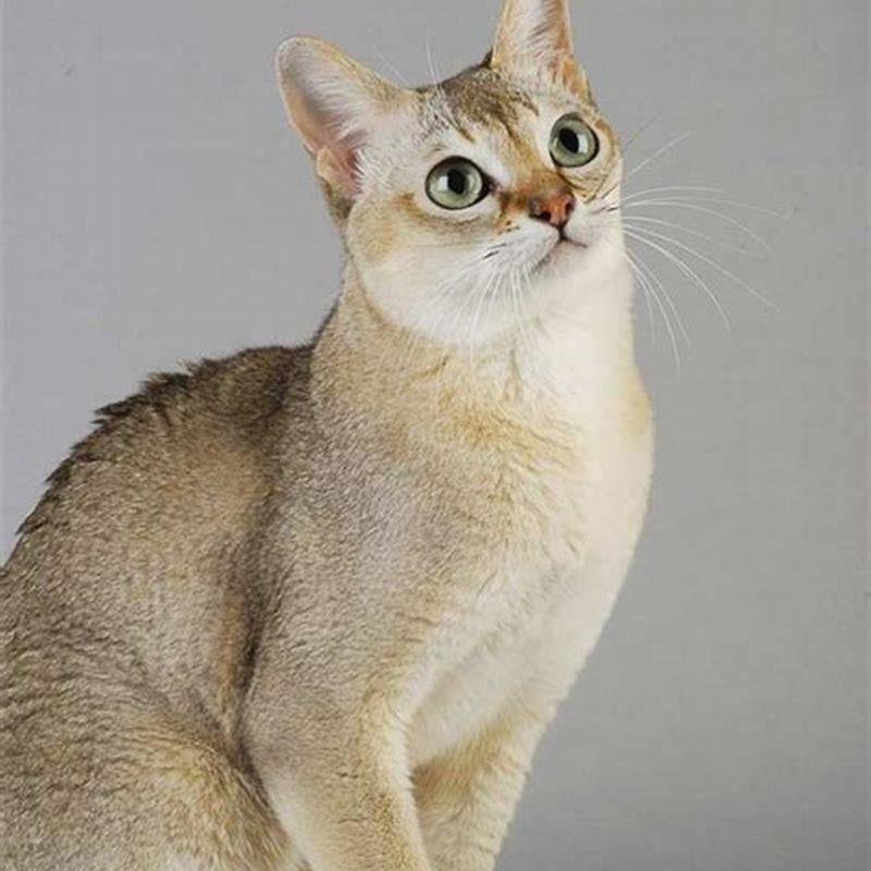 Can you own a Singapura cat?