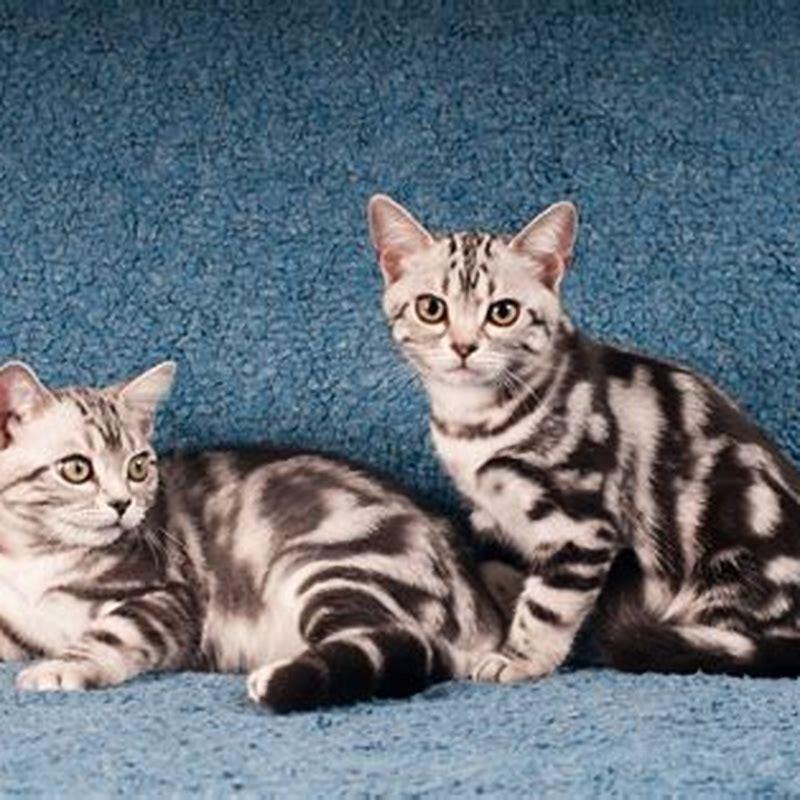 Do American Shorthairs have health problems?