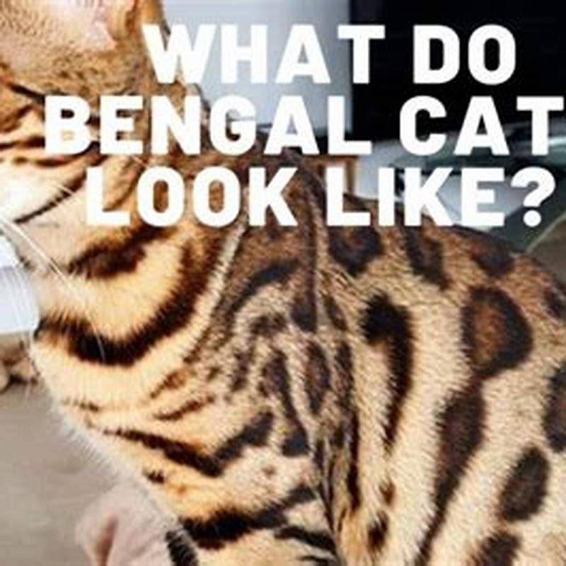 do-bengal-cats-like-to-be-held-diy-seattle