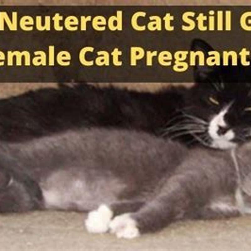 Do cats act weird when they are pregnant?
