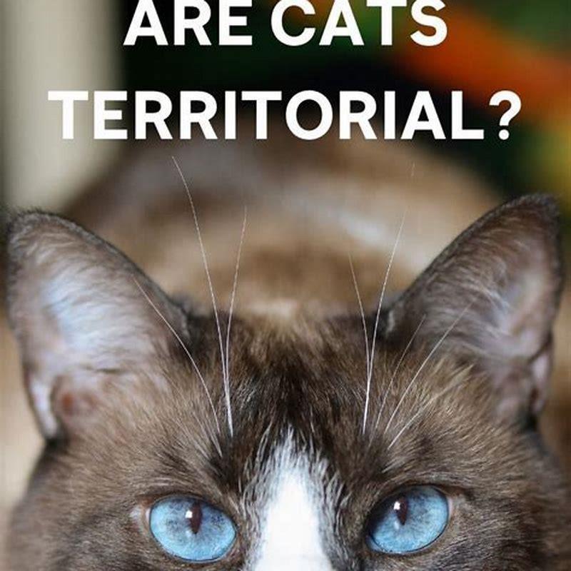Do cats bite you when theyre happy?