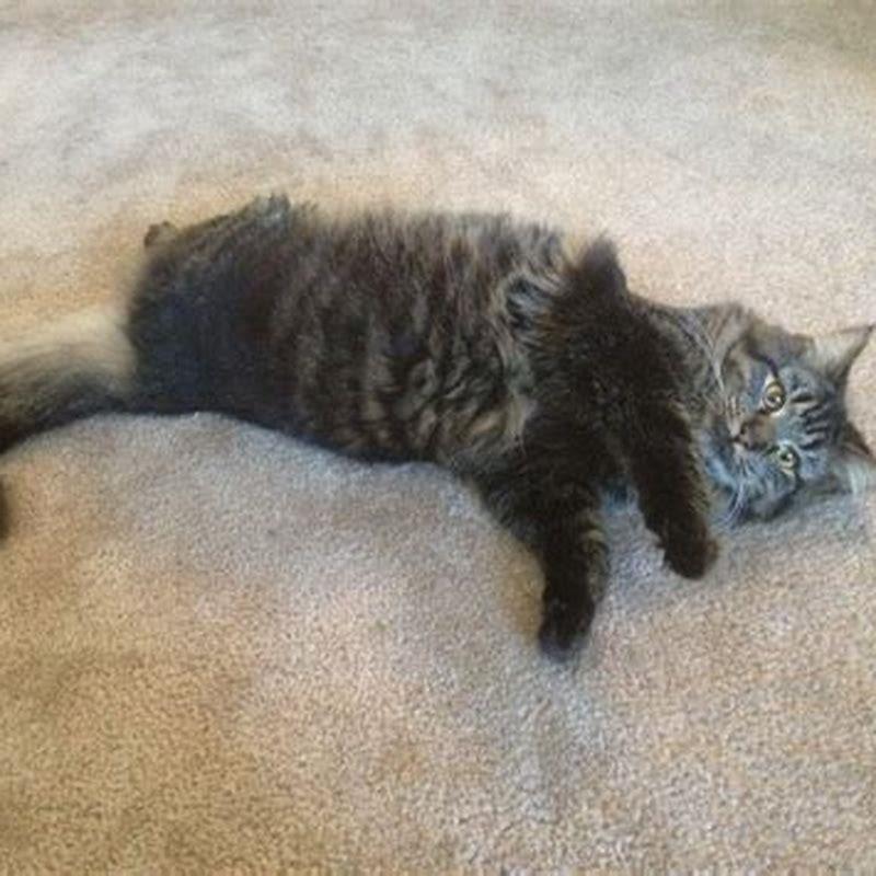 Do cats cannibalize?