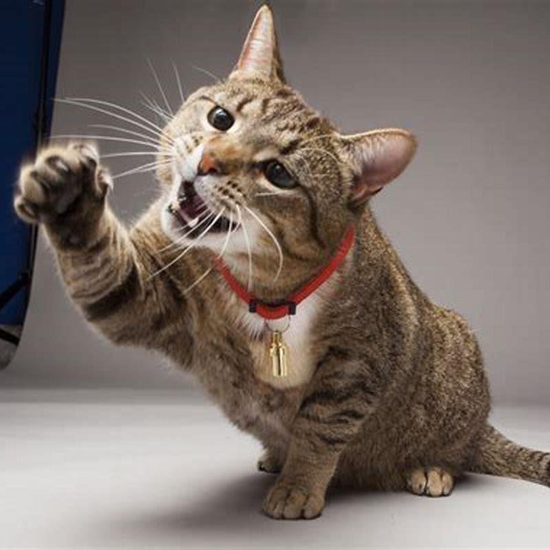 Do cats claw their owners?