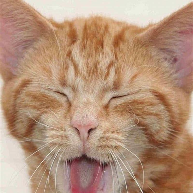 Do cats cry tears of sadness?