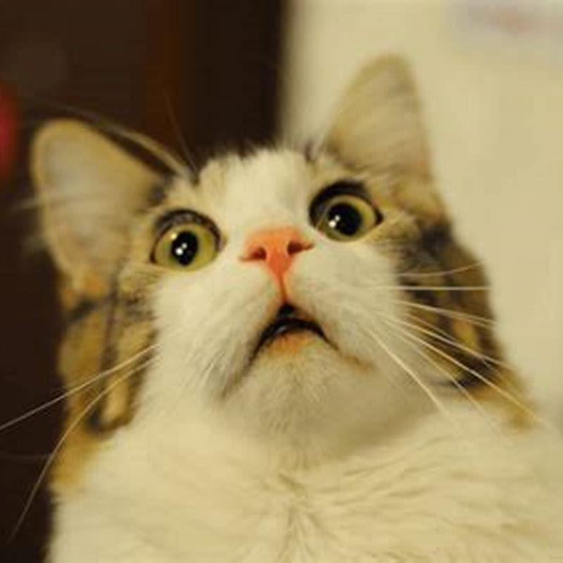 Do cats fart on purpose?