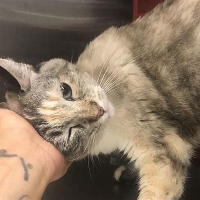 do-cats-feel-euthanasia-diy-seattle