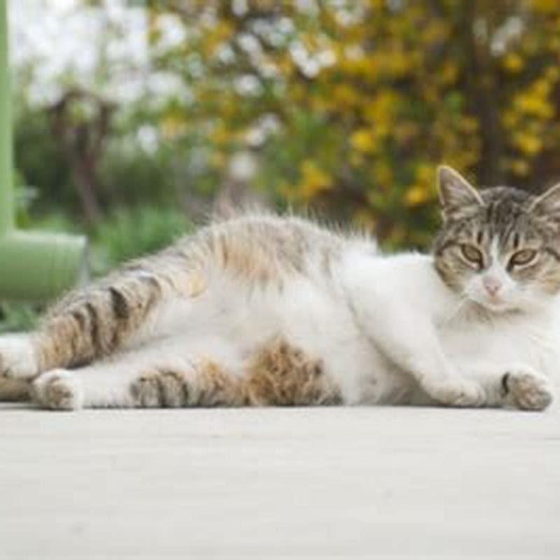 Do cats follow pregnant woman?