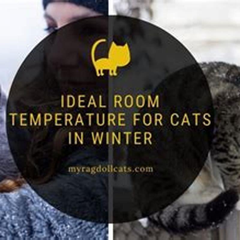 Do cats get cold at room temperature?