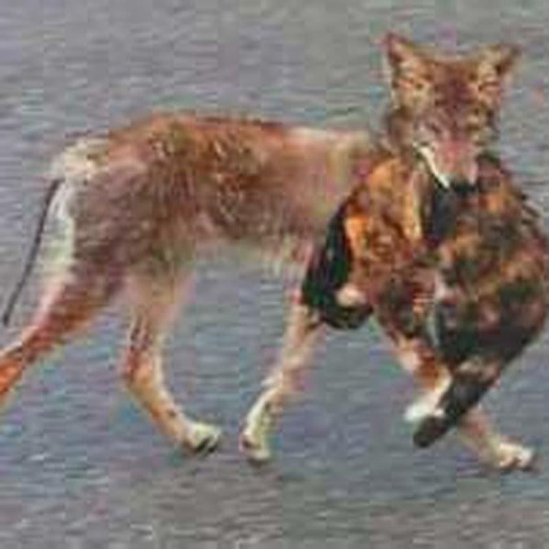 Do cats get killed by coyotes?