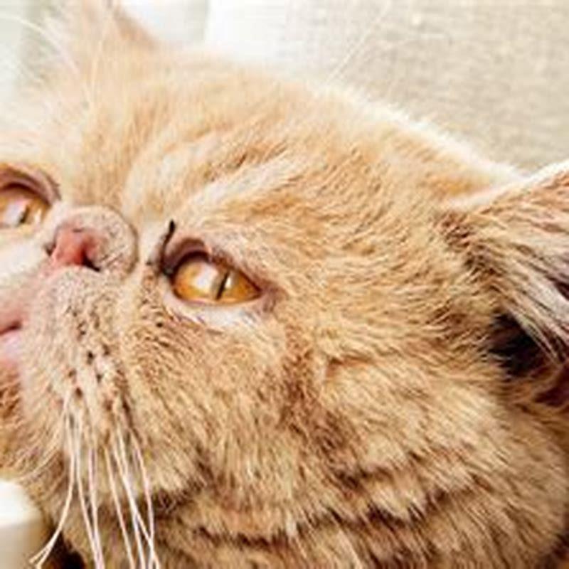 Do cats get sad without cats?