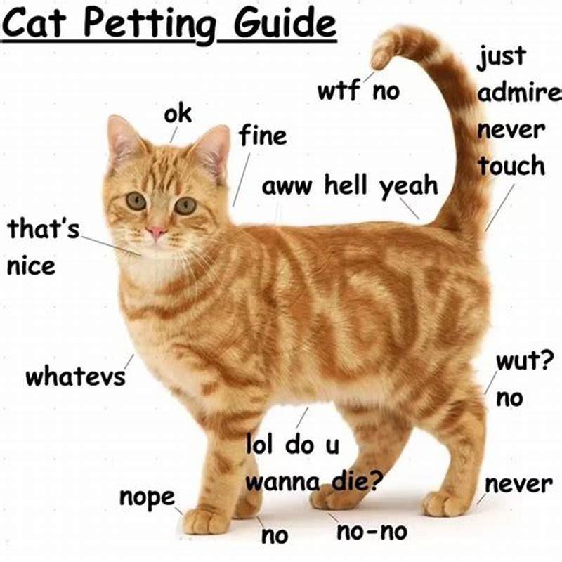 Do cats get turned on when you pet them?