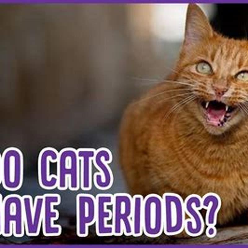 do-cats-have-periods-every-month-diy-seattle