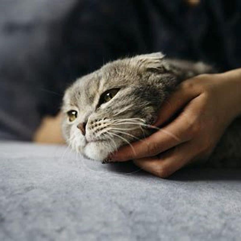 Do cats have romantic relationships with other cats?