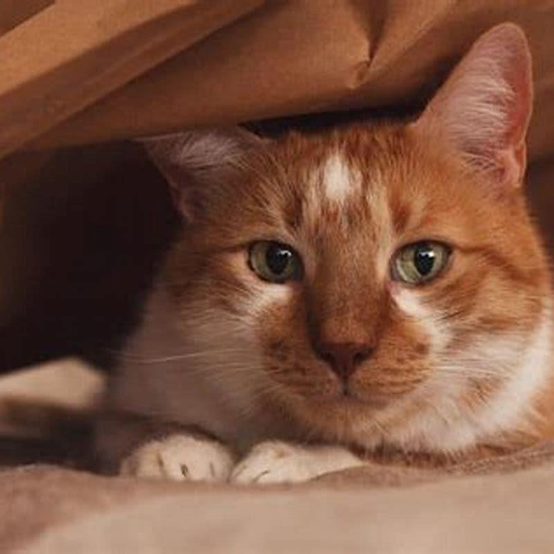 Do cats hide when they know they are dying?