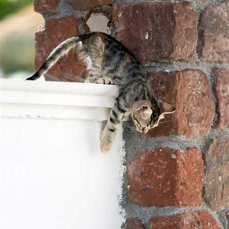 Do cats jump so high?