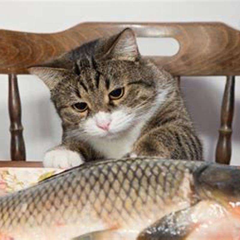 Do Cats Like Cat Fish DIY Seattle