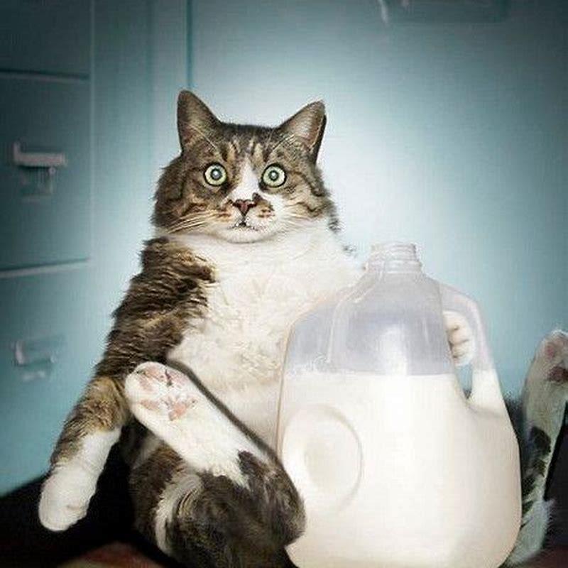 Do cats like milk?