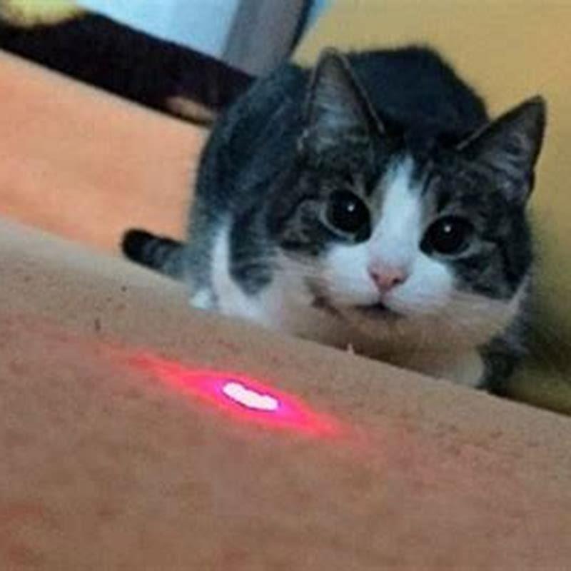 Do cats like red dots?