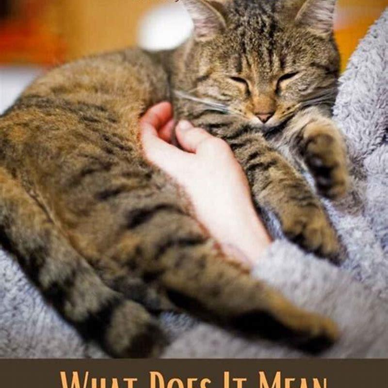Do cats like when you pet them?